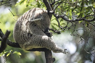 A grey Koala asleep in a tree and hugging the branch in a upright position