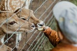 A child feeding a deer.