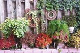 A grouping of plants looking pretty along a fence. Coleus adds red and yellow colors. Ivy and ferns drape adding texture.