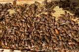 A bee frame full of workers and the hive queen.