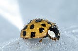 gold ladybird