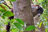 Visit Central America’s Largest Markets and See the Cutest Creature You Didn’t Know Existed from…