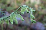 Fern Hunting: A Very Victorian Vagary