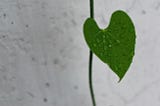 A single green leaf covered in raindrops