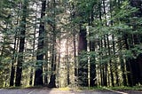 The rising suns shines through a cluster of redwood trees.