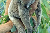 What a Tragedy — Koalas Extinct Within Thirty Years?