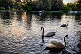 Swans