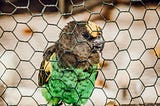 Image of a parrot caged.