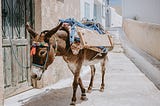 Dolmas, Donkeys, and Yiayas : Childhood Summers in Cyprus