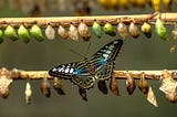 Two branches with numberous chrysalises and one butterfly