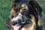 Black and white Australian shepherd dog