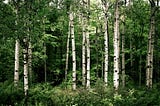 Birch trees and their significance in medicine, cultures. and ecosystem.