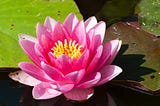 This is a lotus flower. We can see it is pink in colour. It is present in water but is untouched by the muddy impure water. It represents the life of a person who is present in the material world but away from the material world.