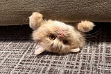 Kitten poking its head out from under a couch, upside down