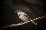 a bird perched on a branch