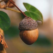 Acorns In The Desert