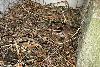 A light brown wood frog sitting camouflaged on dried grass.