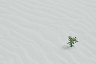 A green shrub sprouting out of sand dunes