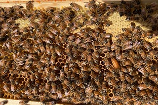 A bee frame full of workers and the hive queen.