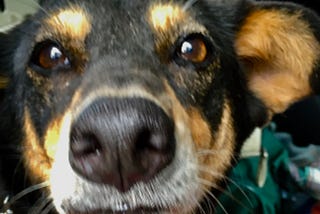 A close up photo of a dogs face. It has ears that are light brown, white hair around the nose and light brown eyebrows on a black face.