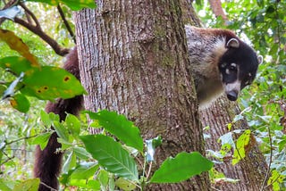 Visit Central America’s Largest Markets and See the Cutest Creature You Didn’t Know Existed from…