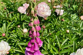 Purple foxglove amidst white peonies