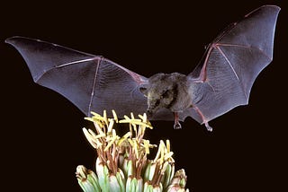 A bat flying up to a flower to drink its nectar.