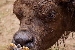 To Reach Enlightenment, Only to Get Mauled by A Cow