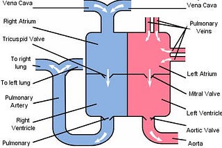 The Heart Isn’t a Pump and Why Teachers Shouldn’t be Either.