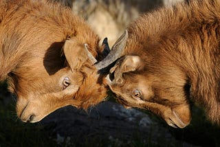 Two brown goats butting heads.