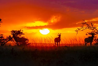 The Masai Mara