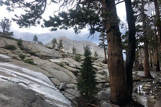 a forest stream in the Sierra Nevada mountains — looking for a way through (author)