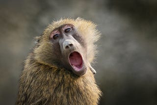 a yawning baboon looks at the camera