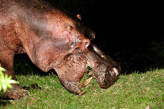 TOOTH-CLOSE ENCOUNTER OF A HIPPO KIND