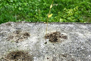 “Life Finds a Way” or Does It?