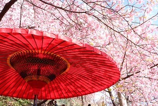 Under The Cherry Trees