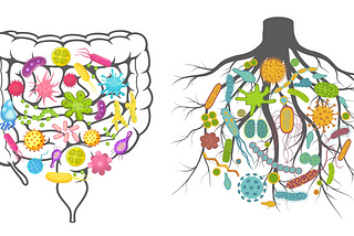 Gut Microbiome, Soil Microbiome: Different Ecosystems, Same Principles