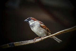 a bird perched on a branch