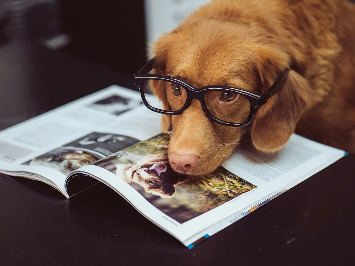 A dog with glasses reads a magazine