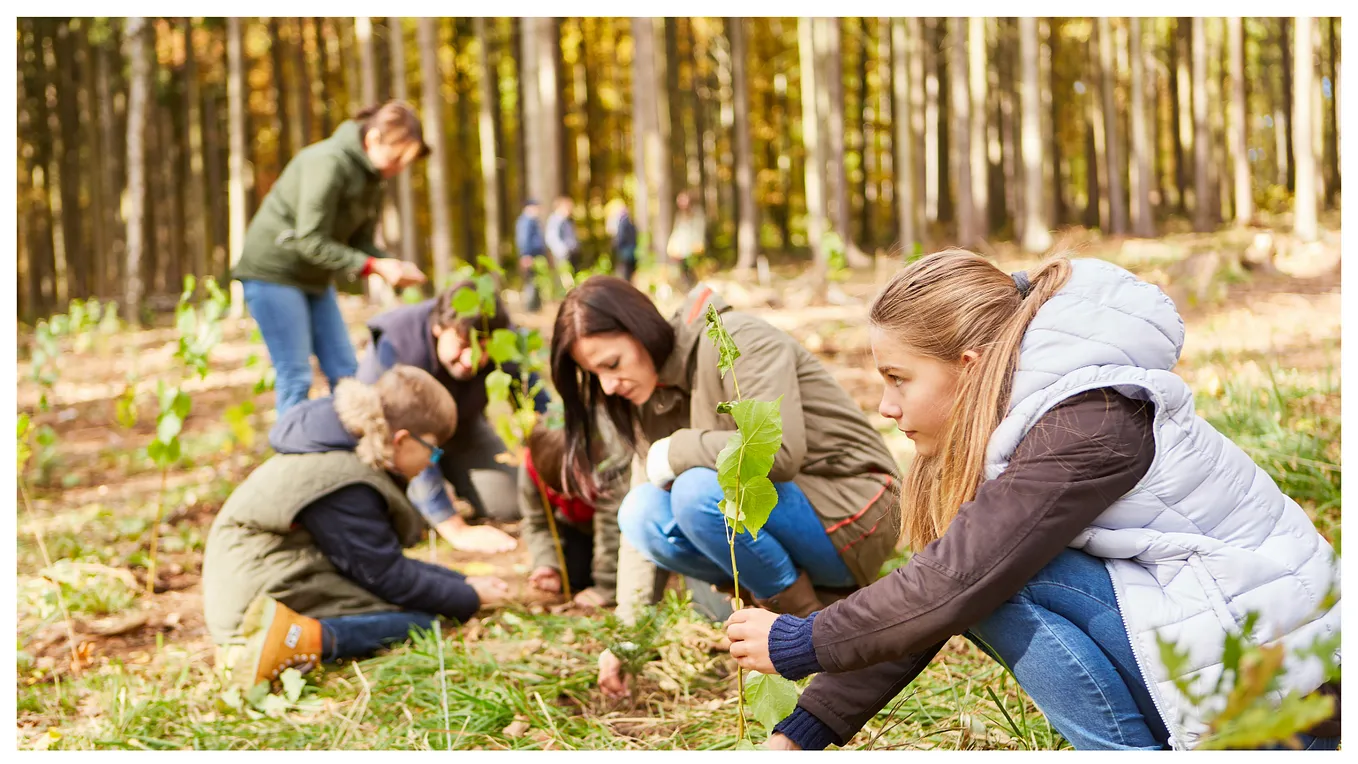 A group of people, including children and adults, are planting young saplings in a forest, participating in a tree-planting activity. The scene is set in an autumn forest, with leaves on the ground and trees in the background. The individuals are focused on the task, each carefully placing a sapling into the soil, contributing to forest regeneration efforts