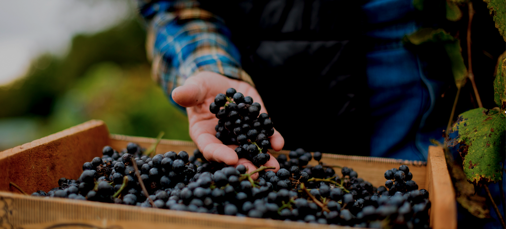 Wine Country and Grapes