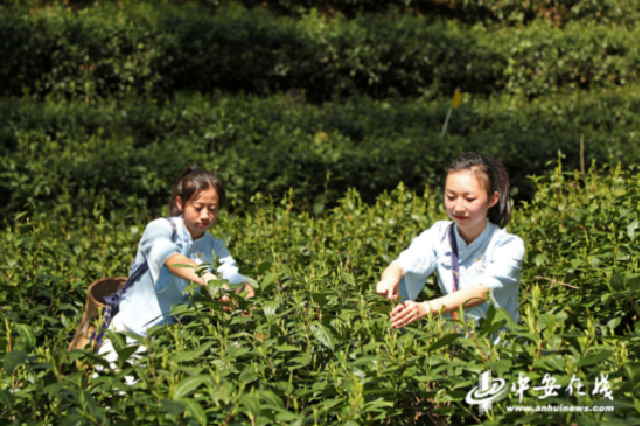 黄山：第八届太平猴魁非遗文化节启动