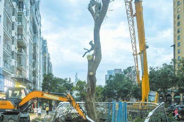 海口：被台风吹倒的“花梨王”重新“站起来”