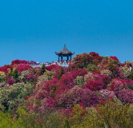 贵州毕节：百里杜鹃景区花海绵延