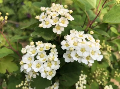 香山云科普｜山花烂漫正当时之三裂绣线菊