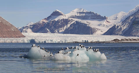 Birds in the arctic