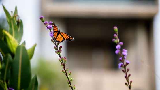 A butterfly lands in the wildflower area of Libe Slope, outside the Johnson Museum.