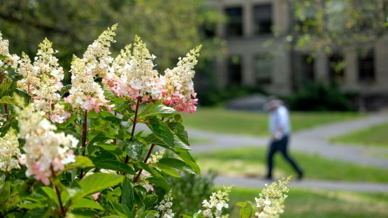 Hydrangeas in bloom outside Stimson Hall. 