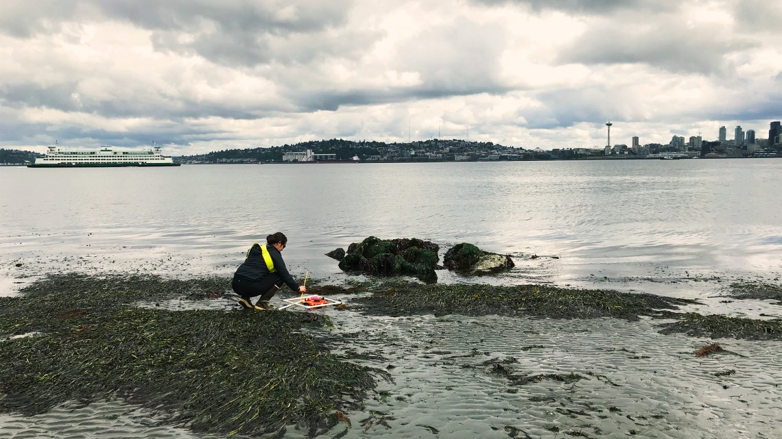 image of researcher taking seagrass sample