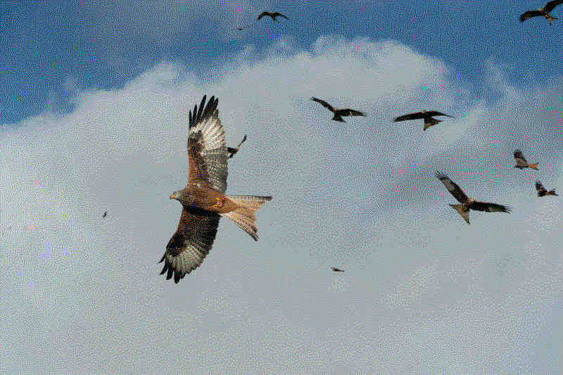 a group of ospreys flying in the sky